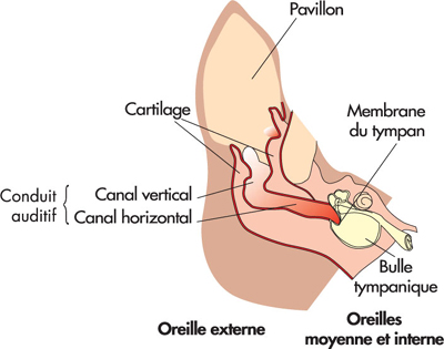 zoom_oreille