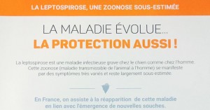 La leptospirose, maladie qui évolue